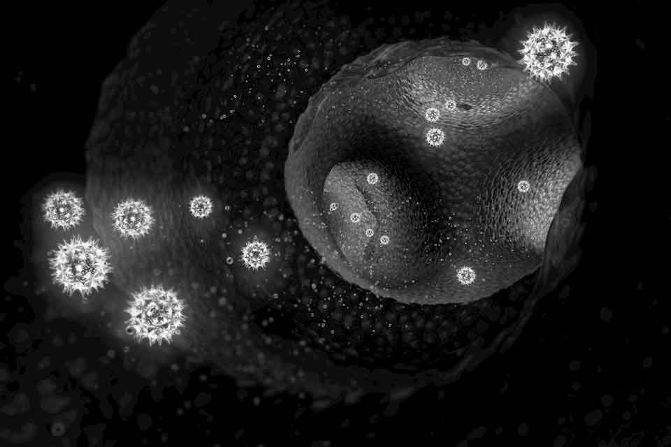 Nervus Visualis